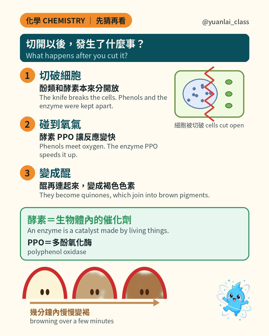 三個步驟：切破細胞、碰到氧氣、變成醌。酵素是生物體內的催化劑，PPO 是多酚氧化酶。三片蘋果幾分鐘內慢慢變褐。