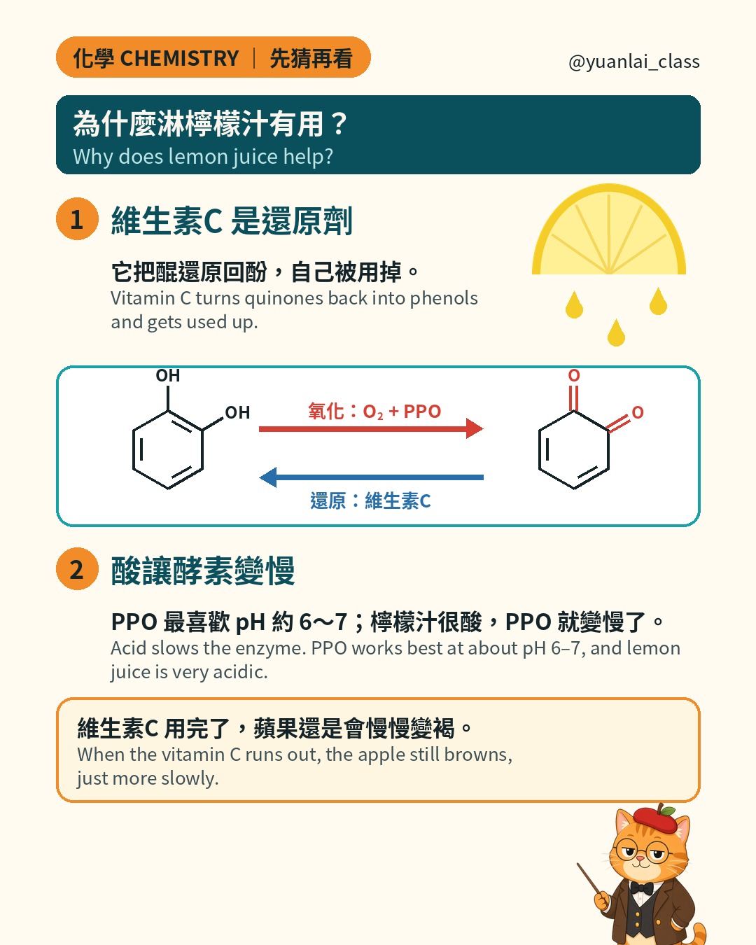 檸檬為什麼有用：一、維生素 C 是還原劑，把醌變回無色的酚；二、酸讓酵素變慢，PPO 在 pH 約 6 到 7 最快。維生素 C 用完了，蘋果還是會慢慢變褐。